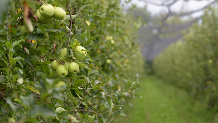 coltivazione biologica mela