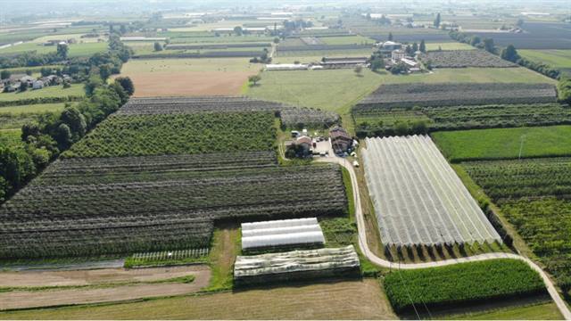 Baldi Frutta 