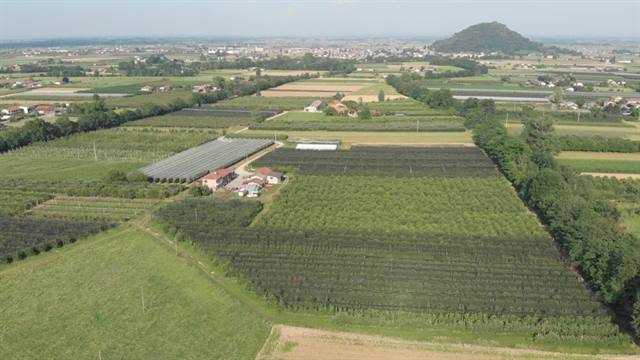Baldi Frutta 